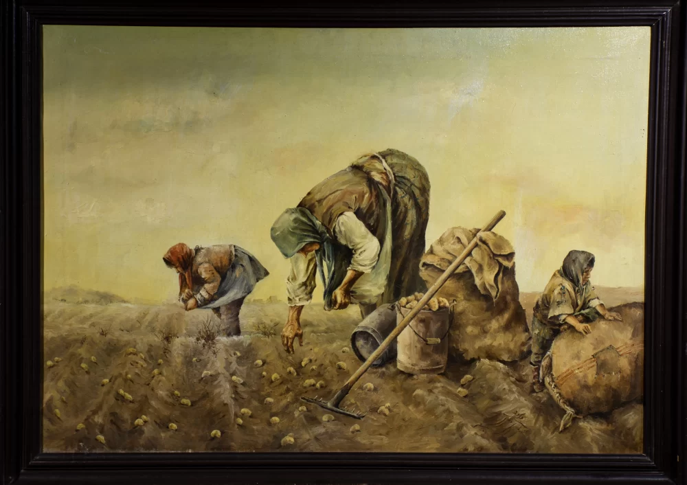 برداشت سیب زمینی