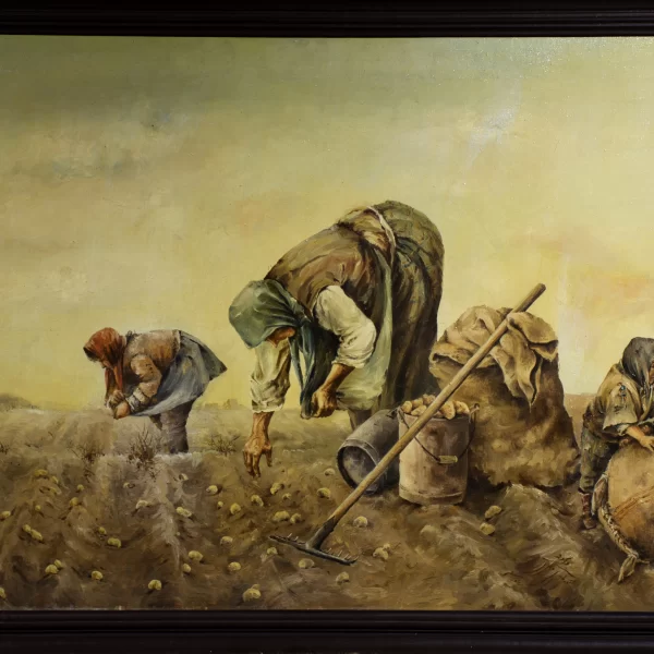 برداشت سیب زمینی