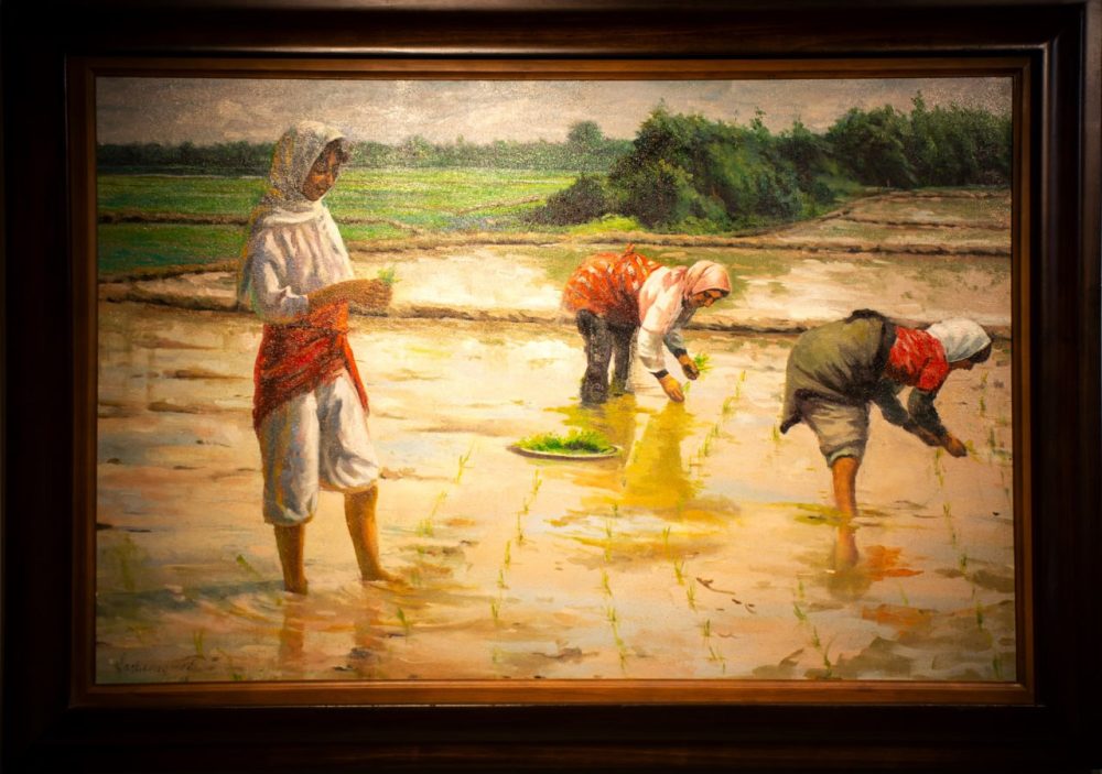 شالیزار شمال